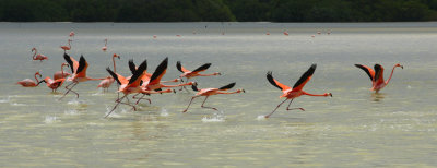 Flamingo2 email.jpg