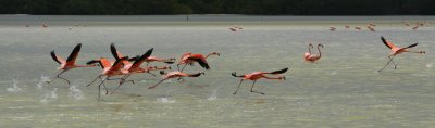 Flamingo4 email.jpg