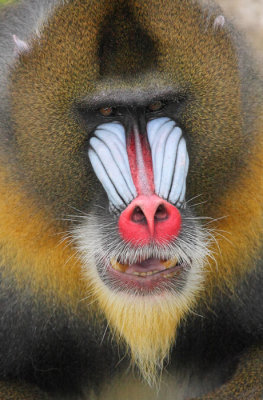 Mandrill3 web.jpg