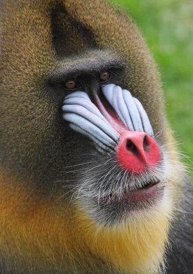 Mandrill4 web.jpg