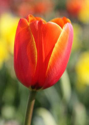 Tulip4email.jpg