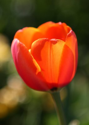 Tulip5email.jpg