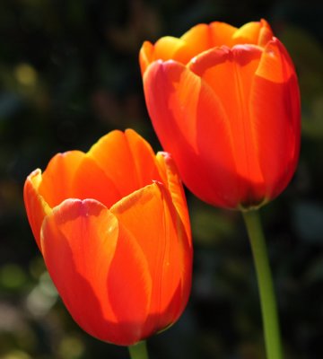 Tulip11email.jpg