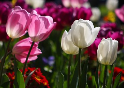 Tulip12email.jpg