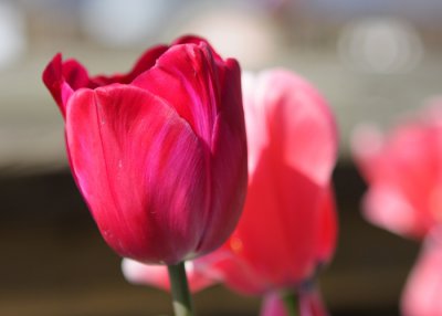 tulipmania_2008_sf
