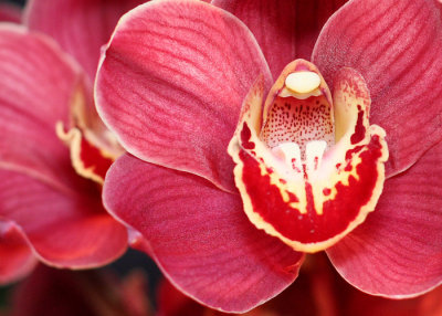 Orchid16email.jpg