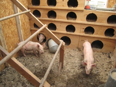 Piggies raiding the chicken coop