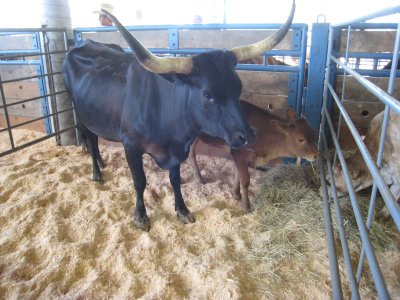 Longhorn and calf