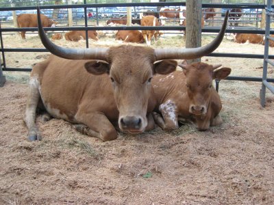 Another longhorn cow and calf