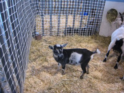 Baby goat
