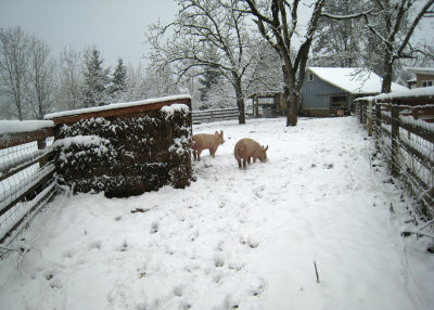Winter hogs