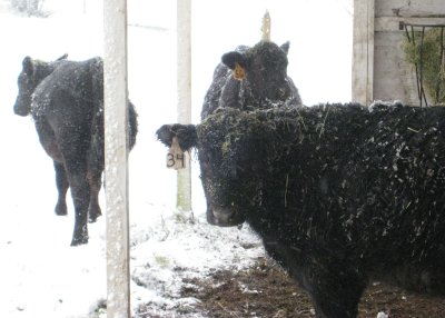 First snow for the steers