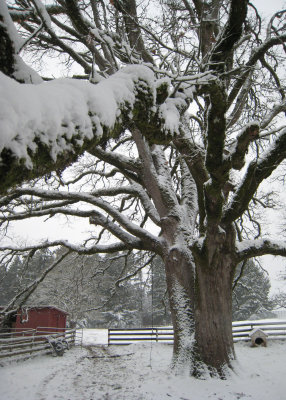 December 14th 2008 Snow