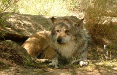 Hot_Wolf.JPG