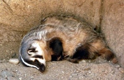 Sleepy_Badger.JPG