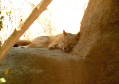 Sleepy_Fox.JPG