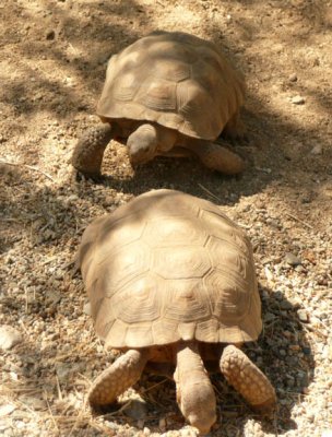 Tortoise-1.JPG