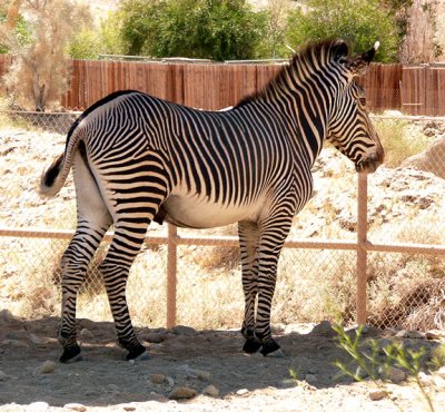 Zebra-1.JPG