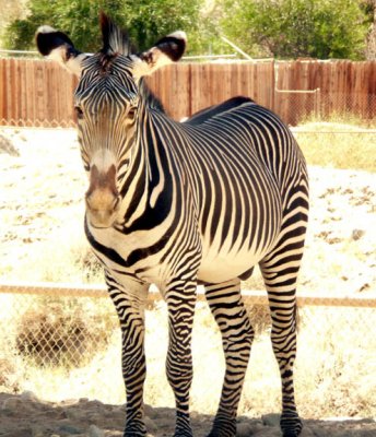 Zebra-2.JPG