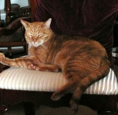 Kitty1.JPG