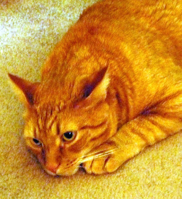 Kitty2.JPG