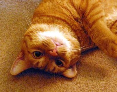 Kitty3.JPG