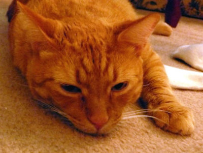 Kitty4.JPG
