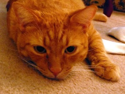 Kitty5.JPG