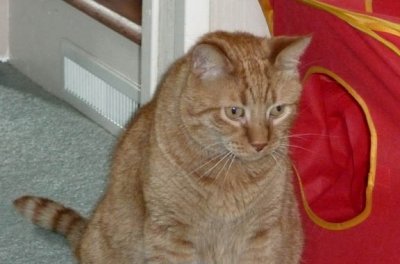 Kitty6.JPG