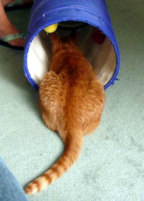 Kitty8.JPG