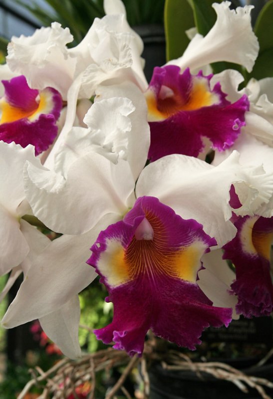 IMG_1475 Orchids