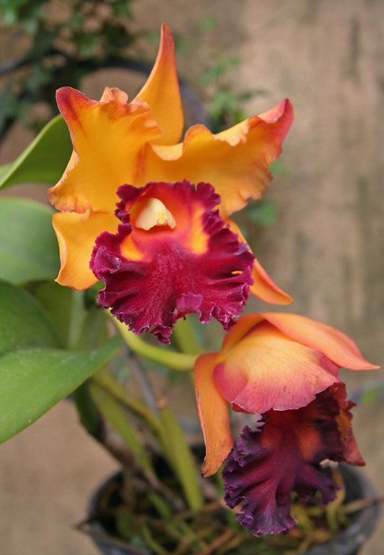 IMG_1474 Orchid