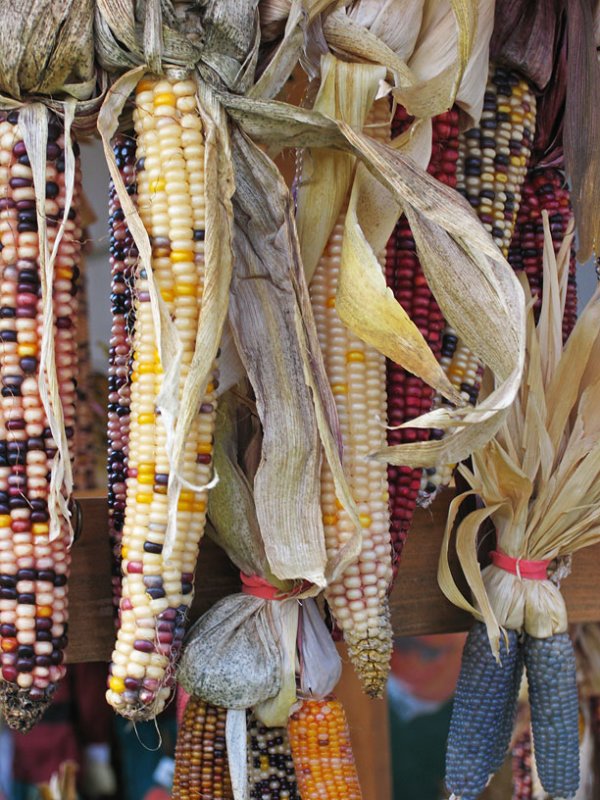 IMG_7391 Indian Corn