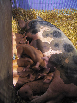 CRW_5438  Ten Piglets