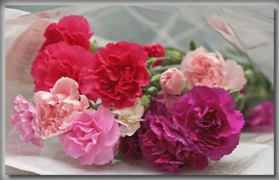 IMG_6071 Mini Carnations