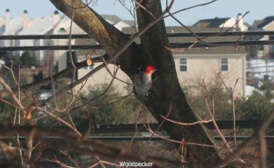 IMG_6139  Red-bellied woodpecker