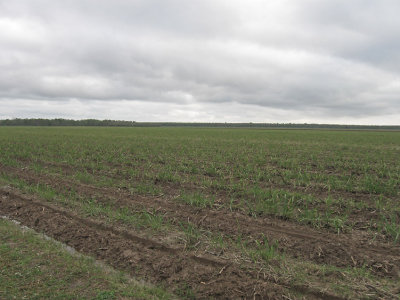 IMG_0224 Sugar cane fields