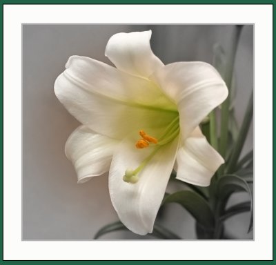 IMG_6332_ Easter Lily