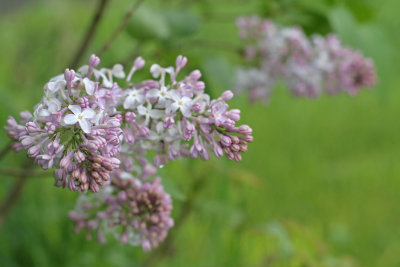 IMG_6667_Syringa (Lilac)