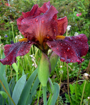 IMG_2809_ Iris II