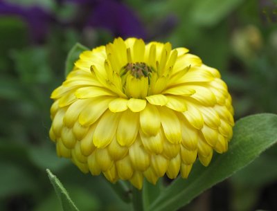 IMG_5933_Yellow