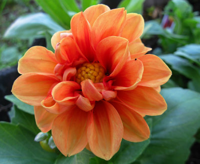 IMG_0417_Orange