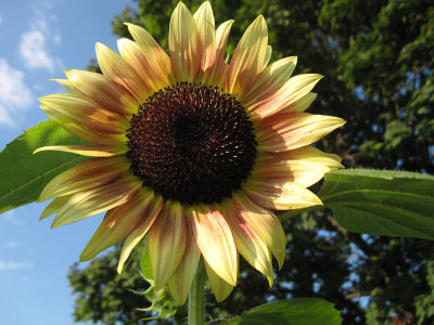 Big  Sunflower