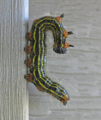 IMG_6423_ Yellownecked caterpillar