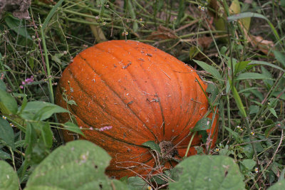 IMG_7924_My pumpkin