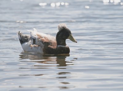 IMG_8087_Crested Duck