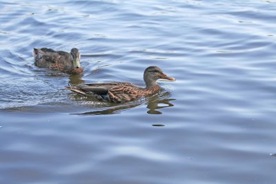 IMG_8094_Swimming ducks