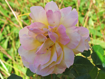 IMG_6528_Peace Rose