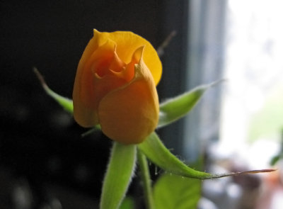 Tiny rose bud