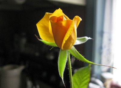 Little rose